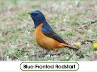 Blue-Fronted Redstart