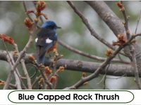 blue capped rock thrush