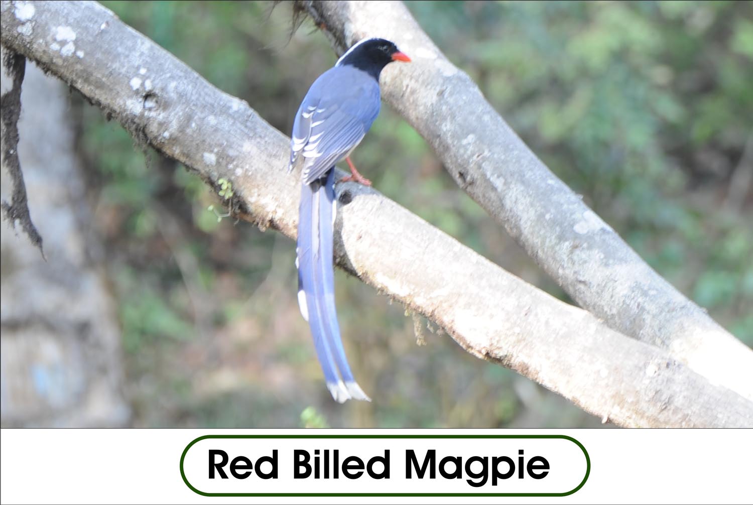 Red Billed Magpie